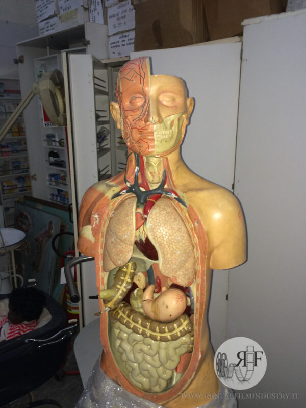 Busto anatomico Resina